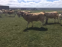 İnek, Partenaise cattle — foto 2