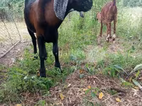 تيس, Nubian Goat — الصورة 4