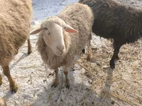 Koyun, Romanov sheep — foto 4