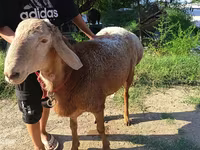 公羊, Agin sheep — 照片 3