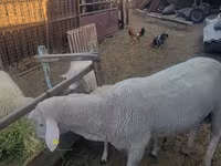 मेढ़ा, Merino sheep — फ़ोटो 2