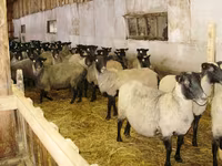 भेड़, Romanov sheep — फ़ोटो 3