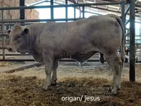 Boğa, Charolais cattle — foto 5