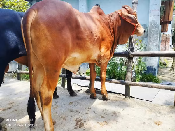 सांड, मवेशी