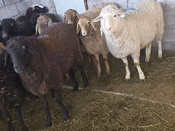 Hissar sheep