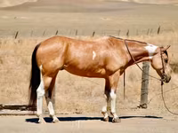 母马, Quarter Horse — 照片 2