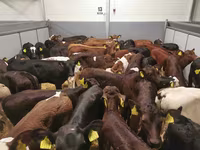 公牛, Cattle — 照片 4