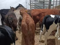 公牛, Cattle — 照片 4