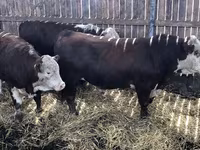 Bulle, Aberdeen-Angus — Foto 7