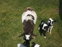 Koç, Kuibyshev sheep — foto 7