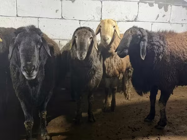 Widder, Arashan sheep