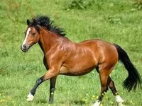Caballo, Caballos — foto 7