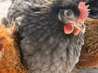 Chickens — Foto 3