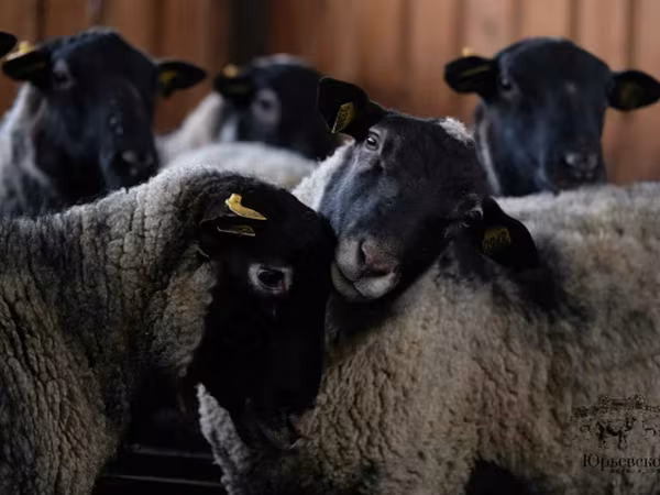 मेढ़ा, Romanov sheep