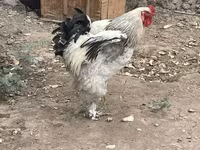 براهما — الصورة 3