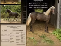 Yegua, Rocky Mountain Horse — foto 1