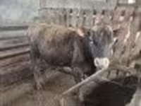 Бык, Джерсейская порода — фото 2