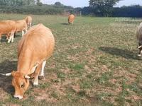 İnek, Aubrac cattle — foto 3