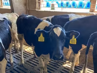 Toro, Russian Black pied cattle — foto 5