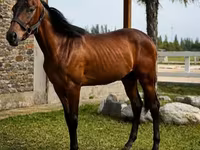 Aygır, Anglo-Arabian — foto 2
