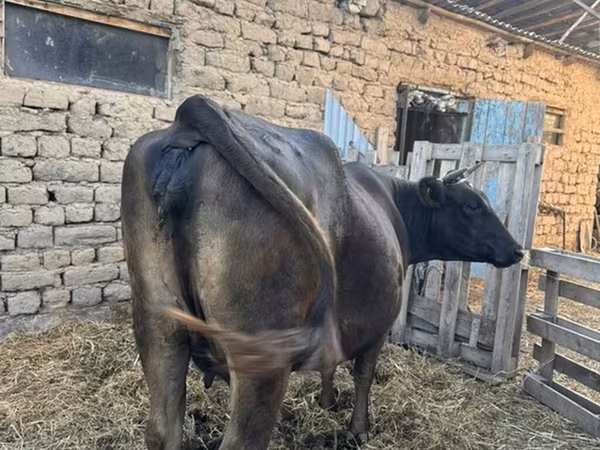 Cow, Swiss cattle