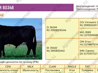 Bulle, Aberdeen-Angus — Foto 1