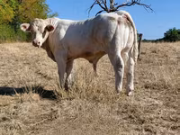 Boğa, Charolais cattle — foto 8