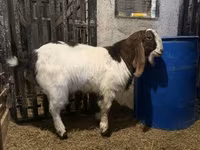 Ziegenbock, Kamori goats — Foto 1