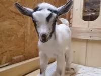 Keçi, Australian Miniature goats — foto 2