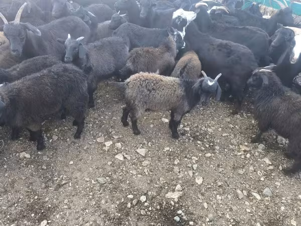 Goats