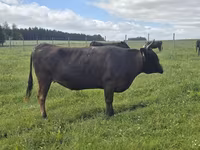 Vaca, Wagyu — foto 2