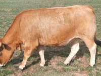 İnek, Aubrac cattle — foto 4