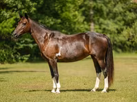 Stute, American paint horse — Foto 4