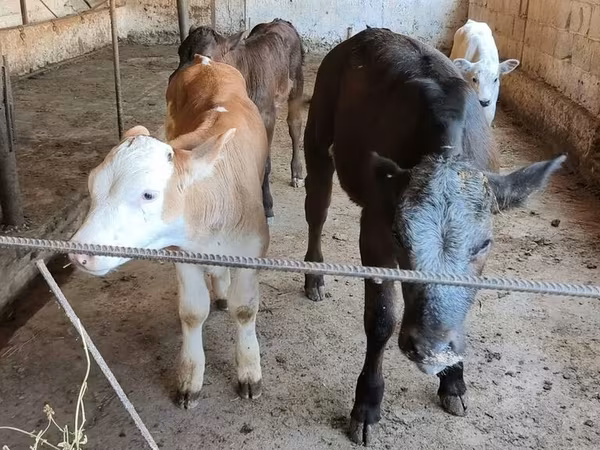 Бельгиийн цэнхэр