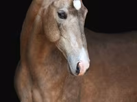 घोड़ा, Akhal-Teke — फ़ोटो 1