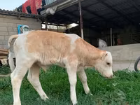 सांड, मोंबेलियार्ड — फ़ोटो 3