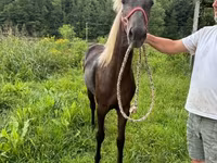Yegua, Rocky Mountain Horse — foto 4