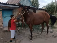 घोड़ी, Thoroughbred horse — फ़ोटो 8