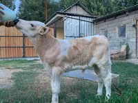 Boğa, Montbeliarde — foto 2