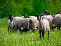 मेढ़ा, Romanov sheep — फ़ोटो 4