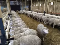 Schaf, Kuibyshev sheep — Foto 2