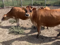 İnek, Jersey ırkı — foto 2