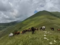Aygır, Atlar — foto 8