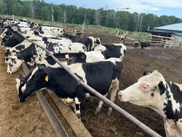 Toro, Russian Black pied cattle