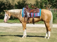 Aygır, Palomino — foto 6
