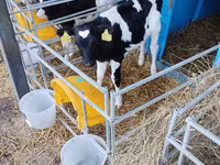 Boğa, Holstein ırkı — foto 7