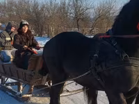 घोड़ा, Friesian — फ़ोटो 5