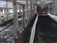 İnek, Bucaklı kırmızı benekli Ukrayna ineklerinin Bukovina fabrika tipi — foto 2