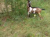 تيس, Nubian Goat — الصورة 3