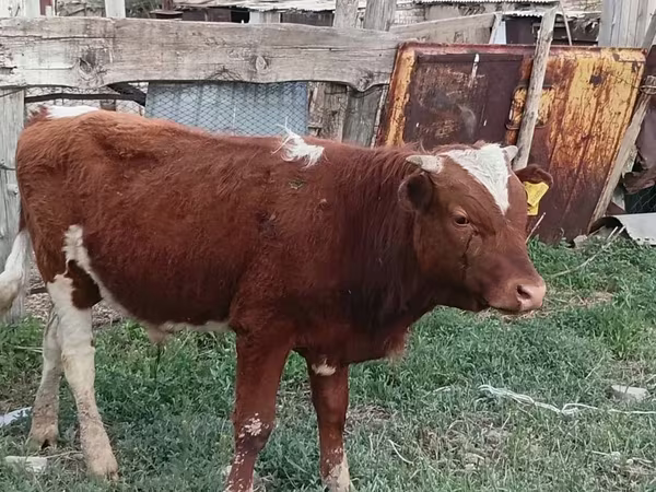 İnek, Latvian Blue cattle